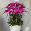 Elegant Orchid - 0036