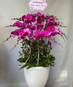 Elegant Orchid - 0036
