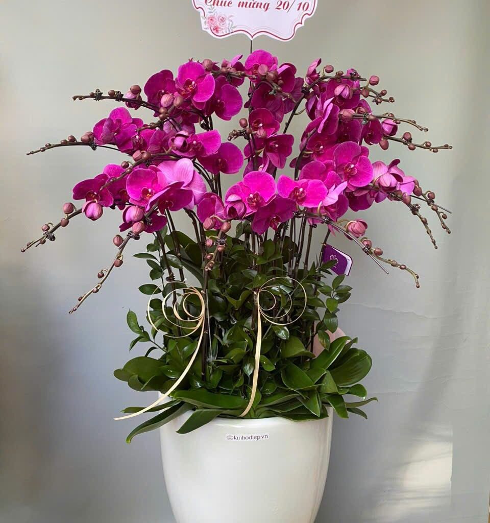 Elegant Orchid - 0036