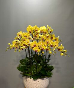 Exquisite Orchid Pot - 0037