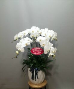 Graceful Orchid - 0035