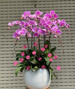 Orchid-Bliss-0010