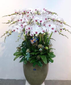 Orchid-Enchantment-0012