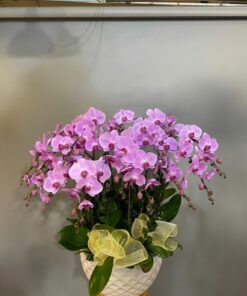 Phalaenopsis Elegance Planter - 0042